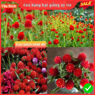 Hạt Giống Hoa Cúc Bách Nhật Đỏ F1 Loại Siêu Dễ Trồng, Hoa Nở Đỏ Rực