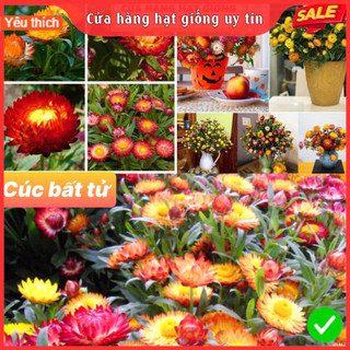 Hạt giống hoa cúc bất tử mix nhiều màu dễ trồng dễ chăm sóc
