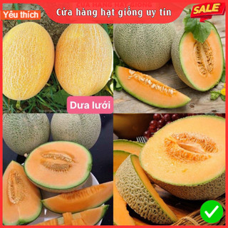 Hạt Giống Dưa Lưới F1 loại ruột vàng quả to siêu dễ trồng chịu nhiệt tốt cam kết chuẩn giống 100%