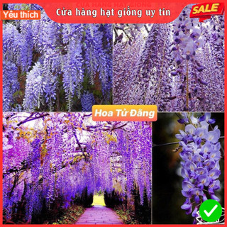 Hạt Giống Hoa Tử Đằng Thân Gỗ F1 Loại Siêu Dễ Trồng, Hoa Nở Đẹp