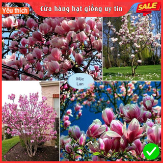 Hạt Giống Hoa Mộc Lan F1 Loại Siêu Dễ Trồng, Hoa Nở Đẹp