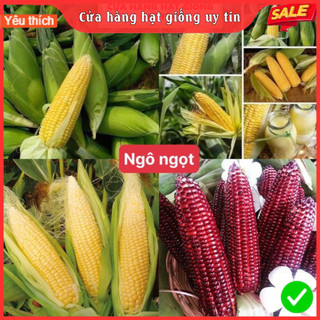 Hạt giống bắp mỹ ngọt dễ trồng năng suất cao thơm ngon kháng bệnh tốt gói 30 hạt cửa hàng hạt giống