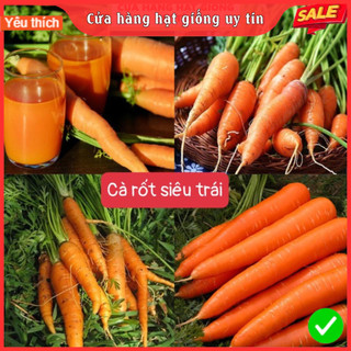Hạt Giống Cà Rốt Siêu Trái F1 Loại Dễ Trồng & Dễ Thu Hoạch