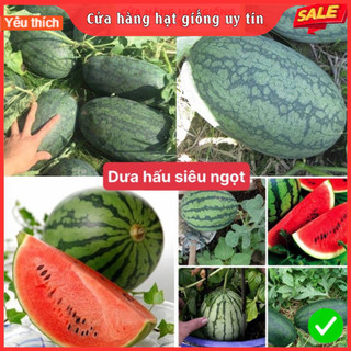 Hạt giống dưa hấu siêu ngọt dễ trồng tỷ lệ nảy mầm cao siêu năng xuất cao