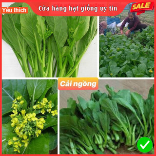 Hạt giống rau cải ngồng F1 tỷ lệ nảy mầm cao kháng bệnh tốt năng suất cao