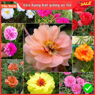[Gói 650 hạt]Hạt Giống Hoa Mười Giờ Mỹ Kép F1 Loại Siêu Dễ Trồng,Hoa Nở Đẹp Tặng kèm Hướng Dẫn Trồng
