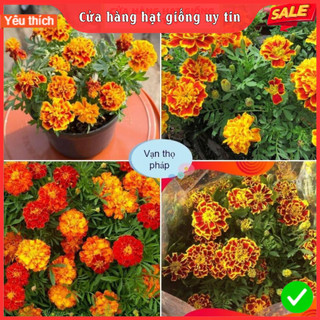 Hạt Giống Hoa Cúc Vạn Thọ Pháp F1 Siêu Dễ Trồng & Hoa Nở Đẹp