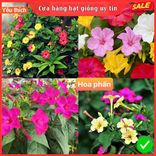Hạt Giống Hoa Phấn F1 Loại Siêu Dễ Trồng, Hoa Nở Đẹp