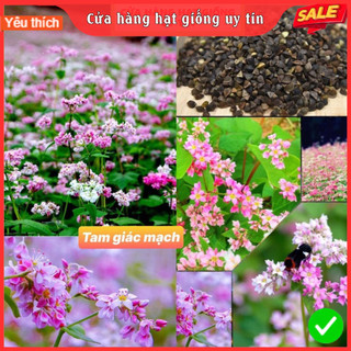 Hạt Giống Hoa Tam giác mạch F1 Loại Siêu Dễ Trồng,Hoa Nở Đẹp Gói 50 hạt nở 4 mùa tỉ lệ nảy mầm cao