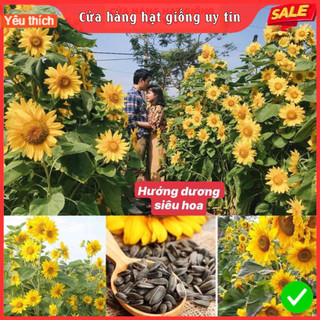 Hạt giống hướng dương tháp siêu nhiều hoa dễ trồng tỷ lệ nảy mầm cao nhà cửa và đời sống