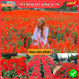 Hạt Giống Hoa Xác Ph.áo F1 Loại Siêu Dễ Trồng, Hoa Nở Đẹp