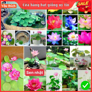 Hạt giống Sen Mini Nhật Bản 10 màu dễ trồng tỷ lệ nảy mầm cao