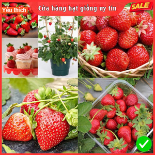 Hạt giống dâu tây đỏ chịu nhiệt dễ trồng quả to năng suất có hướng dẫn cửa hàng hạt giống uy tín