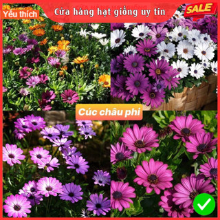 Hạt Giống Hoa Cúc Châu Phi F1 Loại Siêu Dễ Trồng, Hoa Nở Đẹp