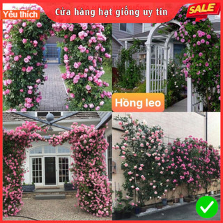 Hạt giống hoa hồng leo pháp mix nhiều màu dễ trồng tuổi thọ cao gói 35 hạt hoa nở 4 mùa quanh năm