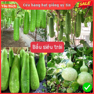 Hạt giống bầu siêu trái f1 dễ trồng năng suất cao kháng bệnh tốt