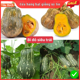 Hạt giống bí đỏ siêu trái dễ trồng kháng bệnh tốt năng suất cao