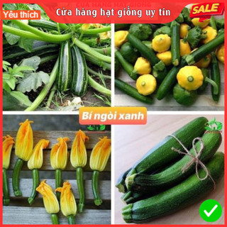 Hạt Giống Bí Ngòi Xanh F1 Loại Siêu Dễ Trồng, Dễ Chăm Sóc