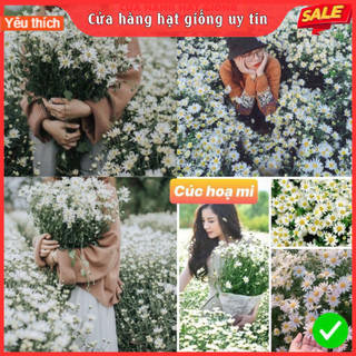 Hạt Giống Hoa Cúc Họa Mi F1 Loại Siêu Dễ Trồng, Hoa Nở Đẹp
