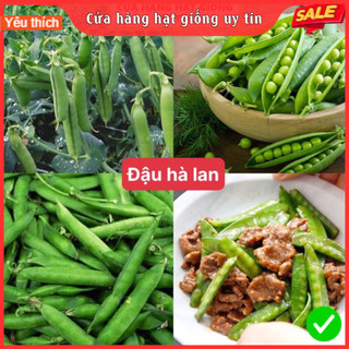 Hạt giống đậu bắp xanh cao sản dễ trồng kháng bệnh tốt gói 50 hạt nhà cửa và đời sống