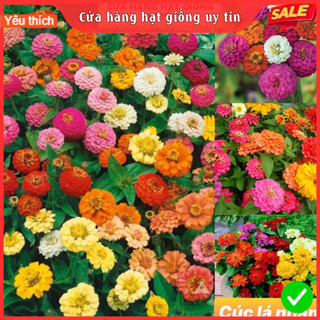 [Gói 150 hạt] Hạt Giống Hoa Cúc Lá Nhám F1 Loại Siêu Dễ Trồng, Hoa Nở Đẹp Tặng kèm Hướng Dẫn Trồng