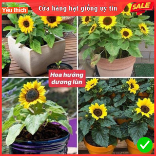 Hạt Giống Hoa Hướng Dương Lùn F1 Loại Siêu Dễ Trồng, Hoa Nở Đẹp siêu bông
