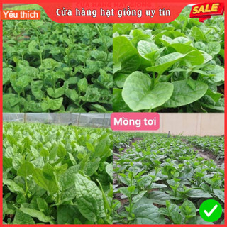 Hạt Giống Rau Mồng Tơi F1 Loại Siêu Dễ Trồng, Dễ Thu Hoạch Năng Suất Cao