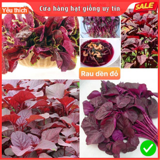 Hạt giống rau dền đỏ ỷ lệ nảy mầm cao kháng bệnh tốt gói 3000 hạt