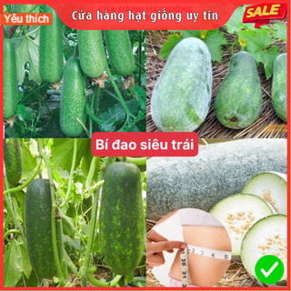 Hạt giống bí đao siêu trái dễ trồng kháng bệnh tốt năng suất cao