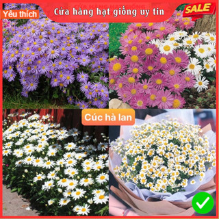 Hạt Giống Cúc Hà Lan F1 Loại Siêu Dễ Trồng, Hoa Nở Đẹp Tặng kèm Hướng Dẫn Trồng