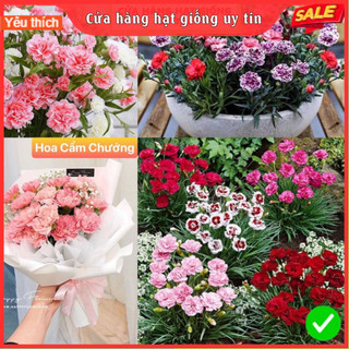 Hạt Giống Hoa Cẩm Chướng F1 Loại Siêu Dễ Trồng, Hoa Nở Đẹp Tặng kèm Hướng Dẫn Trồng