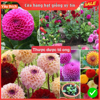 [Gói 100 hạt] Hạt Giống Hoa Thược Dược Tổ Ong F1 Loại Siêu Dễ Trồng, Hoa Nở Đẹp Tặng kèm Hướng Dẫn