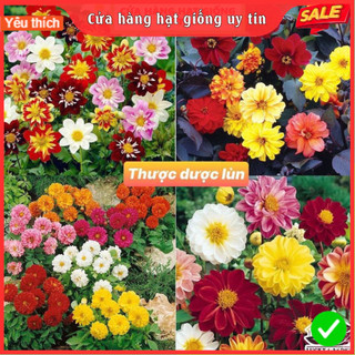 Hạt giống hoa thược dược lùn nhiều màu tỷ lệ nảy mầm cao dễ trồng gói 100 hạt cửa hàng hạt giống