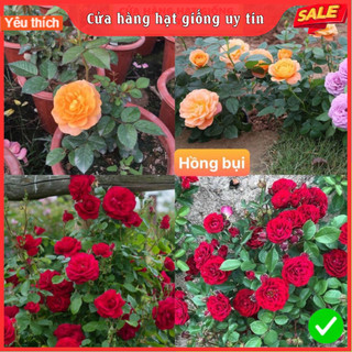 Hạt Giống Hoa Hồng Bụi F1 Loại Siêu Dễ Trồng, Hoa Nở Đẹp 4 mùa quanh năm tỉ lệ nảy mầm cao