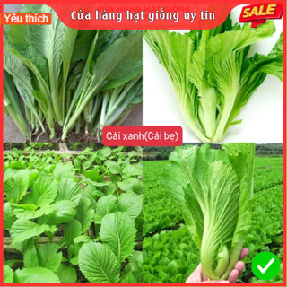 [Gói 3000 hạt] Hạt Giống Rau Cải Bẹ Xanh Loại Siêu Dễ Trồng & Dễ Thu Hoạch Tặng kèm Hướng Dẫn Trồng