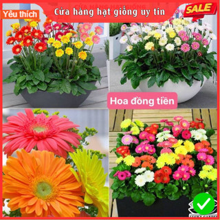 Hạt giống hoa đồng tiền kép dễ trồng nhiều màu tuổi thọ cao gói 150 hạt nhà cửa và đời sống