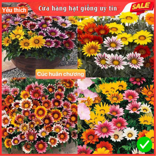 Hạt Giống Hoa Cúc Huân Chương F1 Loại Siêu Dễ Trồng, Hoa Nở Đẹp