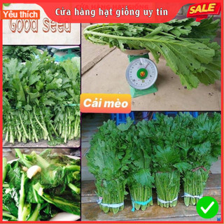 Hạt Giống Rau Cải Mèo F1 Siêu Dễ Trồng, Dễ Chăm Sóc ít sâu bệnh năng suất cao