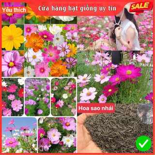 Hạt Giống Hoa Sao Nhái F1 Mix Nhiều Màu Loại Dễ Trồng, Hoa Nở Đẹp Tặng kèm Hướng Dẫn Trồng