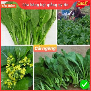 Hạt giống rau cải ngồng F1