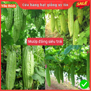 Hạt Giống Mướp Đắng(Khổ Qua) Siêu Trái F1 Loại Siêu Dễ Trồng & Dễ Thu Hoạch Tặng kèm Hướng Dẫn Trồng