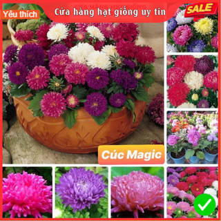 Hạt Giống Hoa Cúc Magic F1 Loại Siêu Dễ Trồng, Hoa Nở Đẹp siê bông