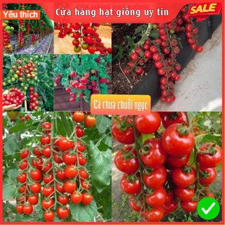 HẠT GIỐNG CÀ CHUA chuỗi ngọc F1 Loại Siêu Dễ Trồng kháng sâu bệnh chịu nhiệt tốt năng xuất cao
