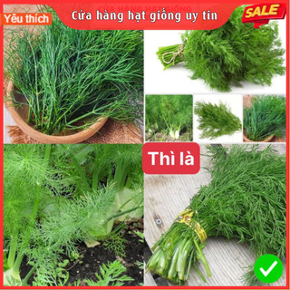 Hạt giống rau thì là dễ trồng kháng bệnh tốt năng suất cao