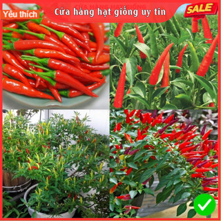 Hạt Giống Ớt Chỉ Thiên F1 Siêu Cay Siêu Dễ Trồng Tặng Kèm Hướng Dẫn Trồng