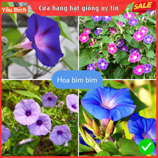 Hạt giông hoa Bìm BÌm F1 Loại mix màu dễ trồng hoa nở đẹp chống sâu bệnh