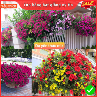 Hạt giống hoa dạ yến thảo rủ petunia mix nhiều màu sắc