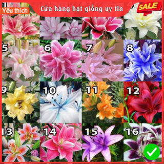 Củ ly cao thơm kép nhập khẩu hà lan đủ màu sắc