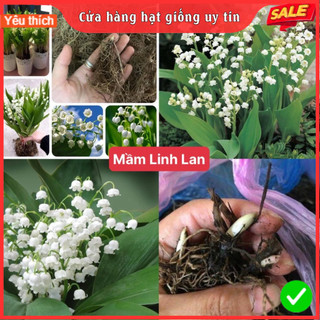 Mầm củ hoa linh lan trồng đất hoặc nước hoa nở đều đẹp giá tốt