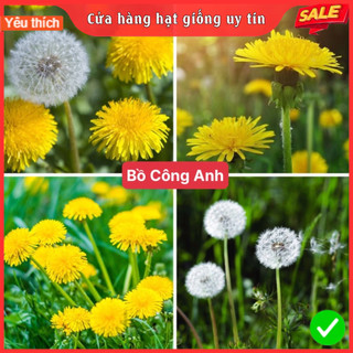 Hạt giống hoa bồ công anh f1 dễ trồng dễ chăm sóc